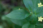 Fringed loosestrife